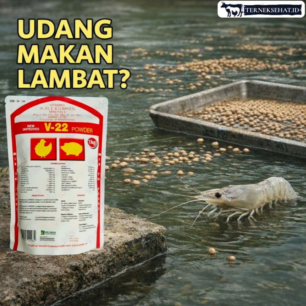V-22 Vitamin Udang Vaname – Atasi Udang Makan Lambat, Nafsu Makan Naik, Pertumbuhan Stabil & Pakan T