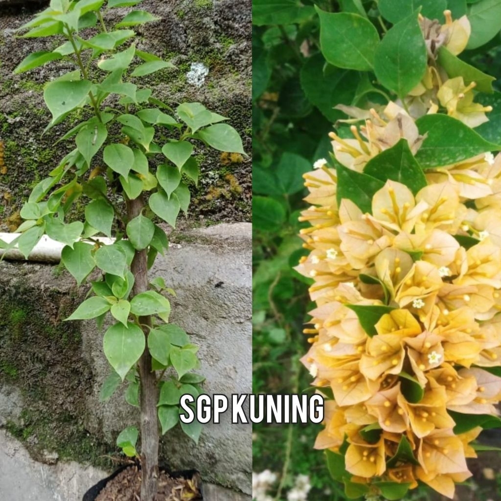Bibit bunga Bougenville ORI singapur kuning (packing kayu)