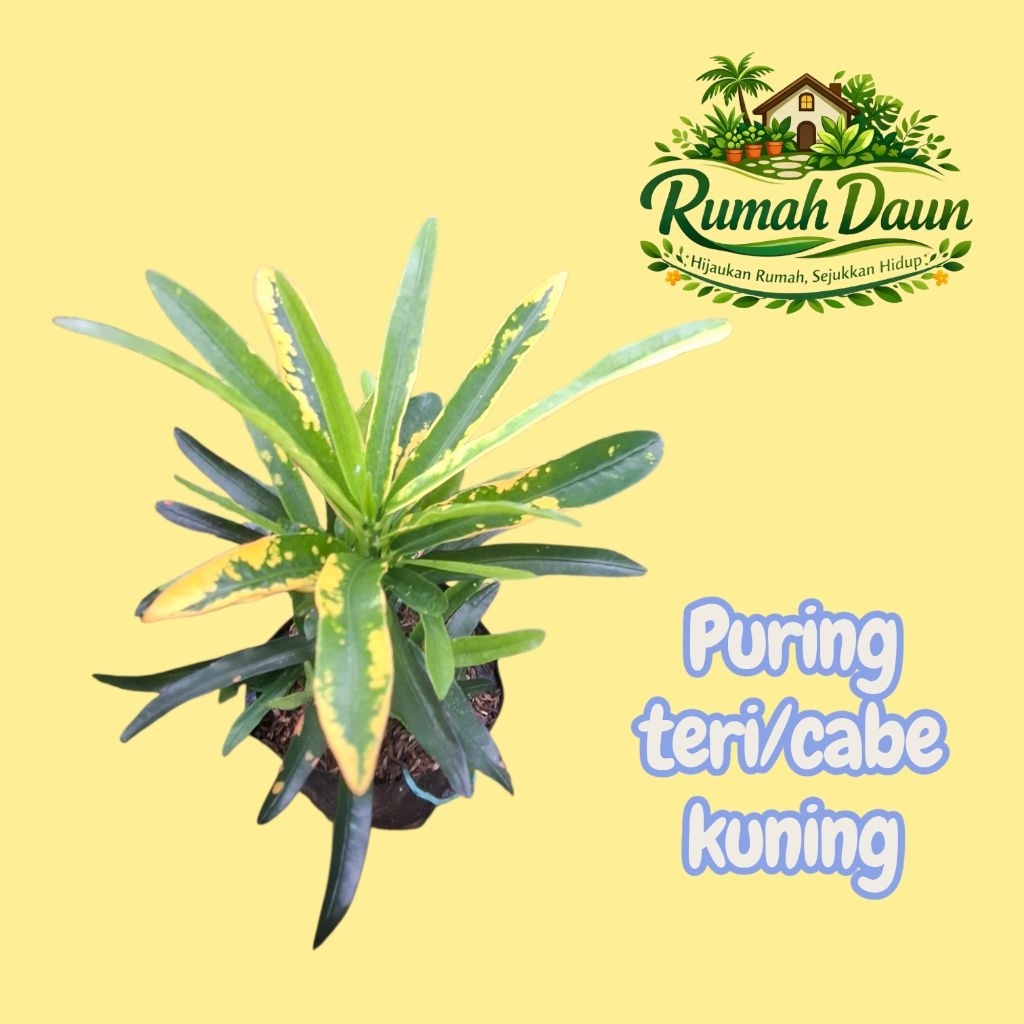 tanaman hias puring teri/cabe kuning - pohon puring