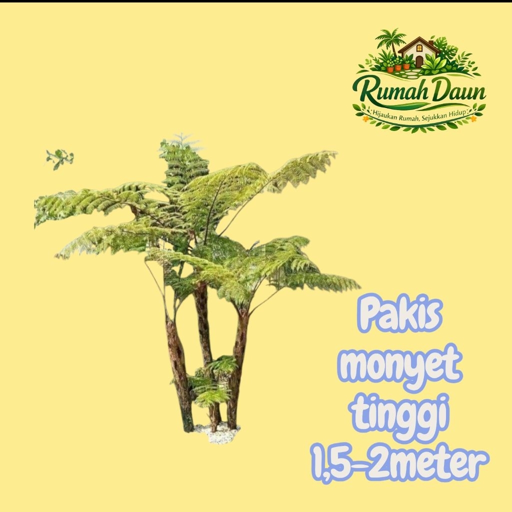tanaman hias pakis monyet - pohon pakis monyet tinggi 1,5-2meter