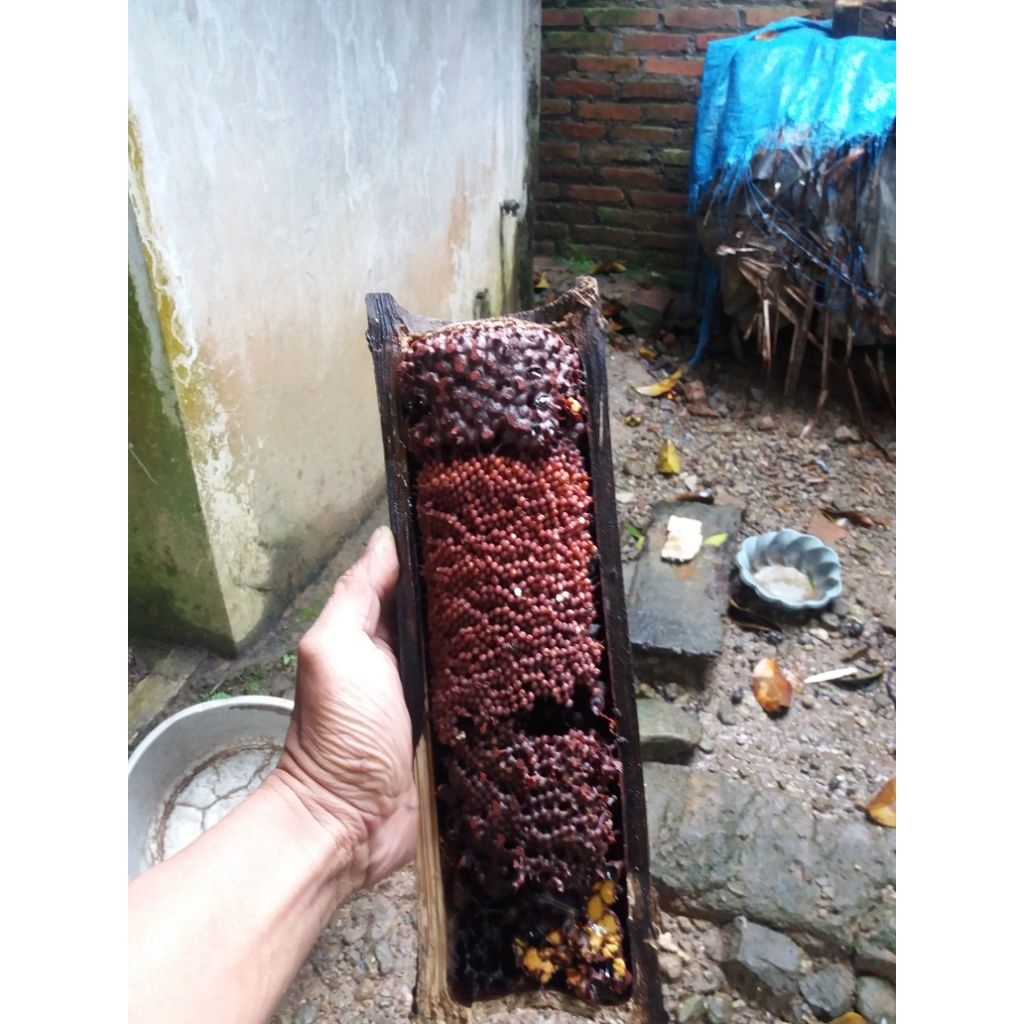BIBIT LEBAH TRIGONA/KLANCENG BAMBU_siap budidaya