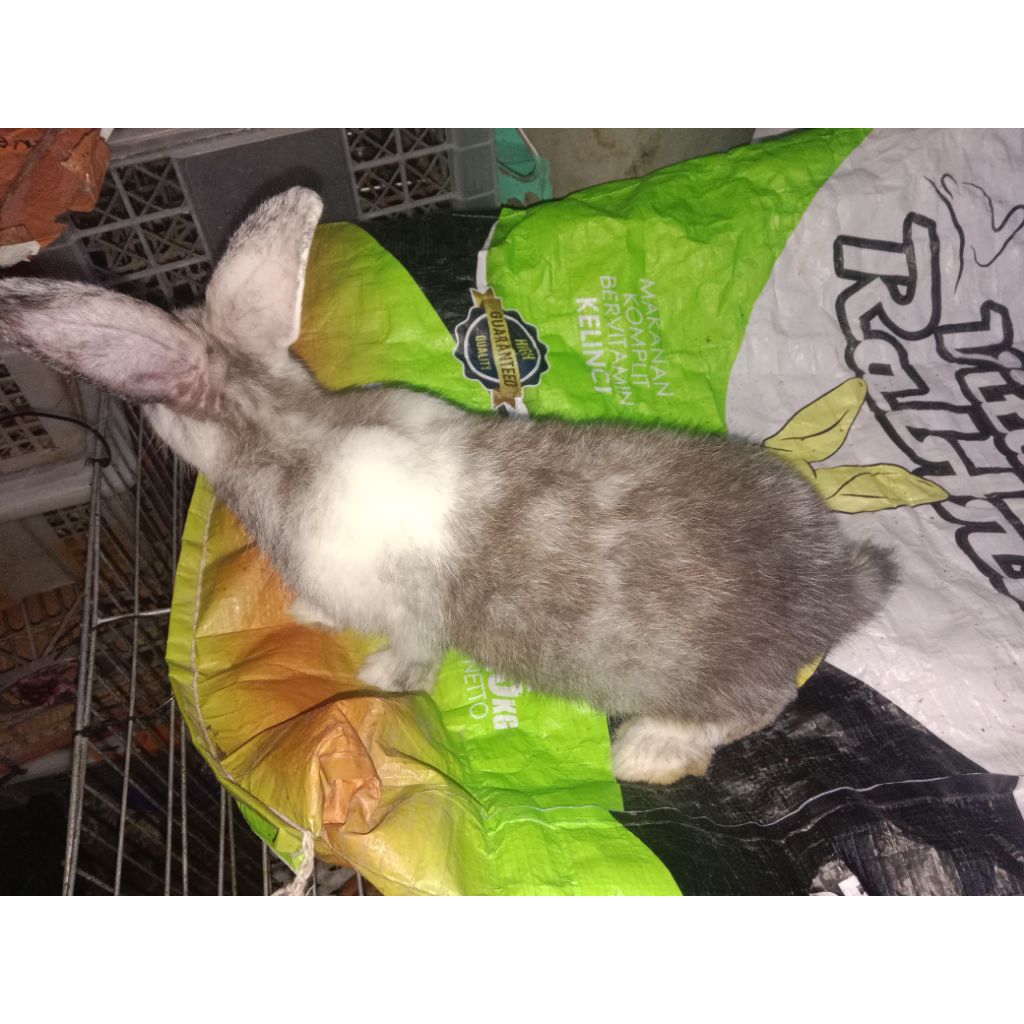 Kelinci Betina/Jantan Indukan Flemish Giant Asli usia 5 bulan