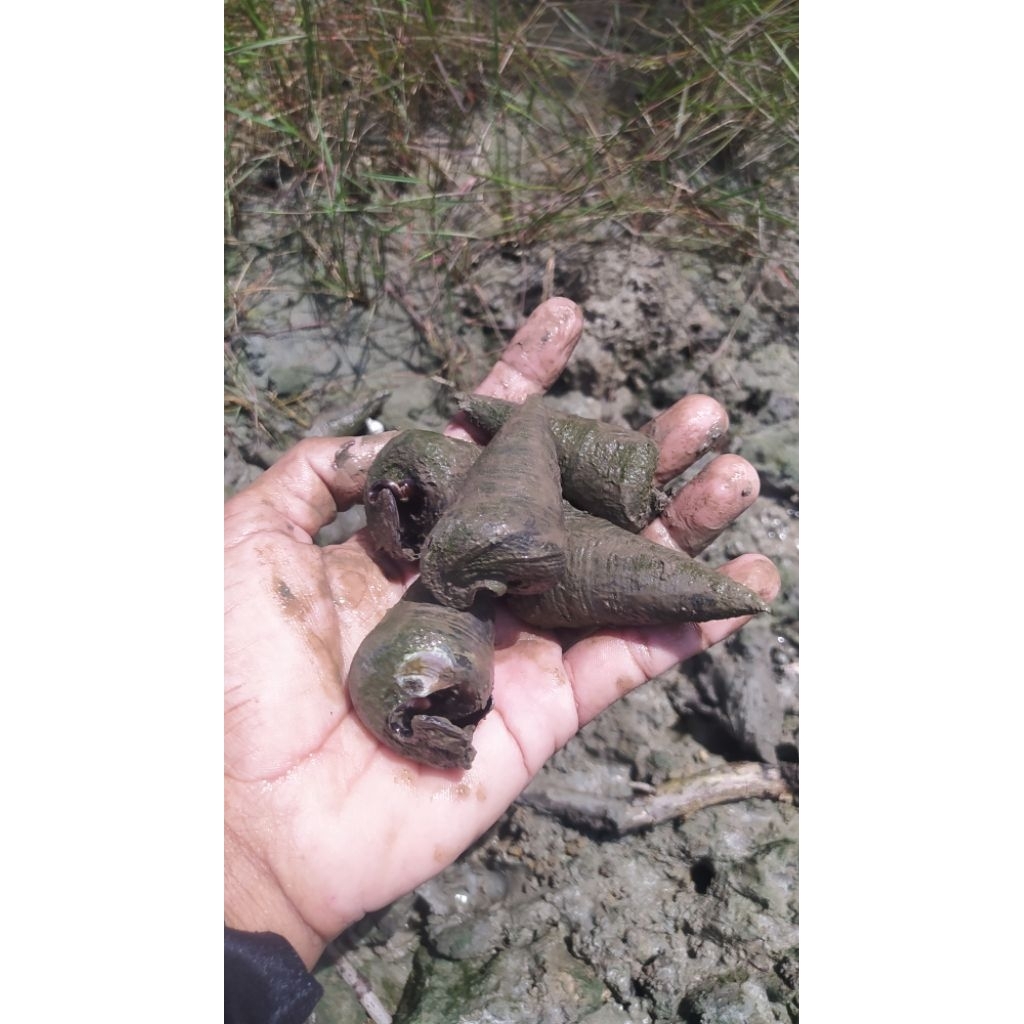 SIPUT NENEK BESAR KATANGLO KEONG BAKAU TELESCOPIUM SEGAR ISI 2 KG