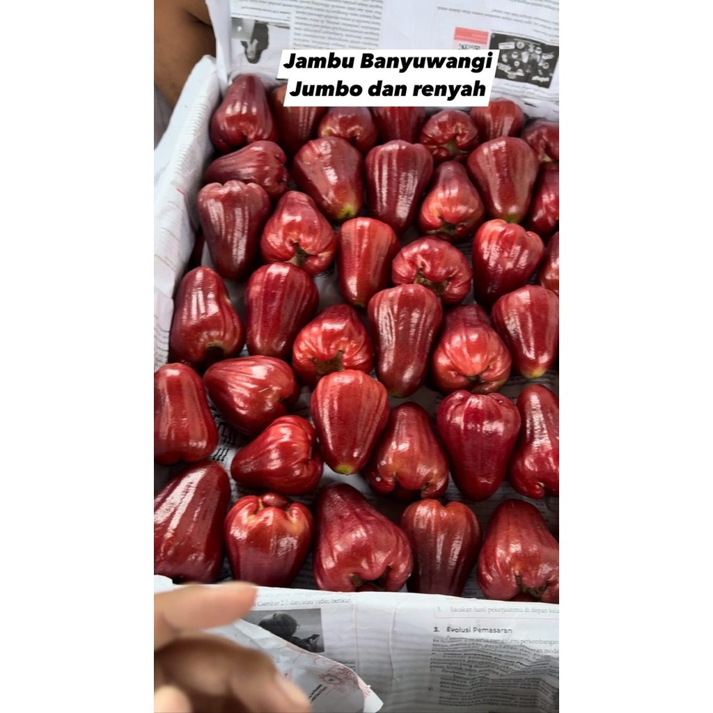 bibit cangkok jambu air Citra Jumbo banyuwangi cepat berbuah