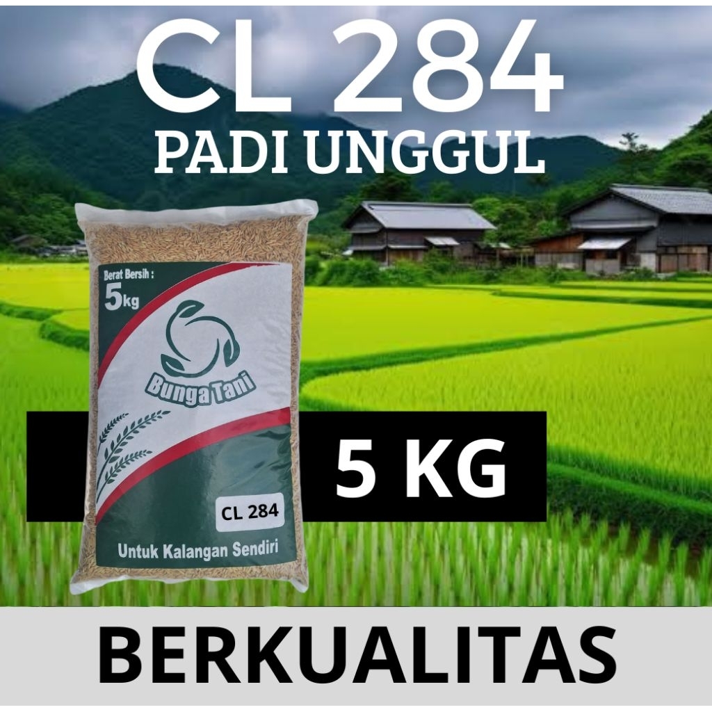 benih padi CL 284 kemasan 5kg
