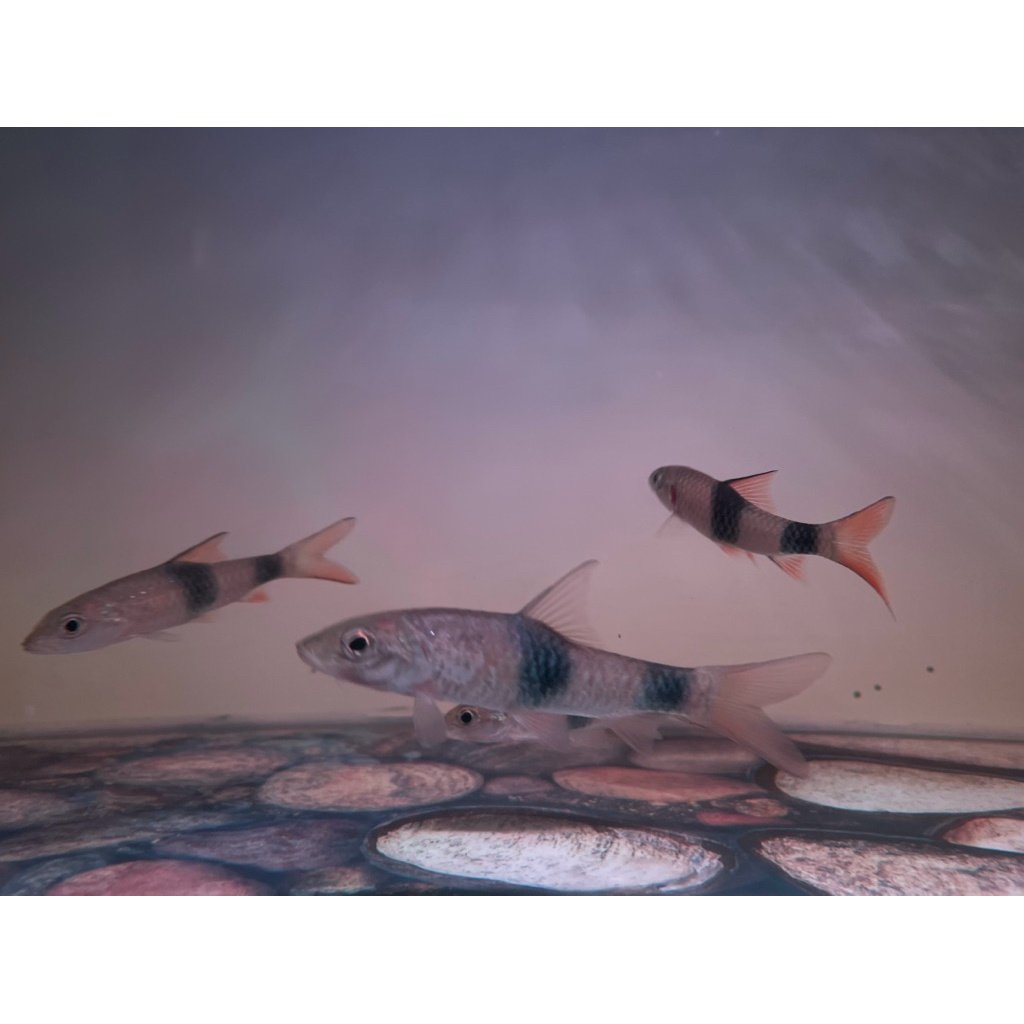 Hiasan Aquarium ikan Hampala bimaculata