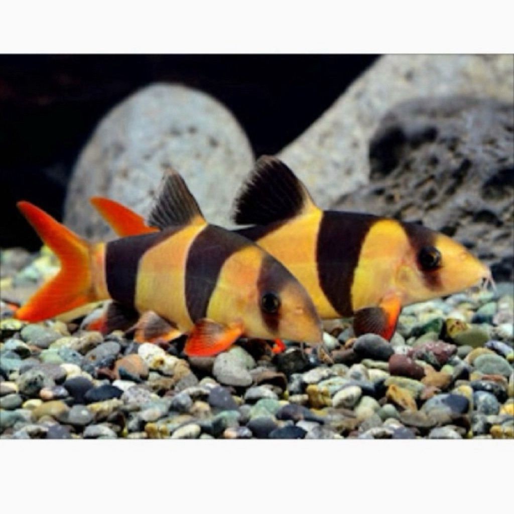 Botia badut / Botia badut / Botea hias 14-15cm