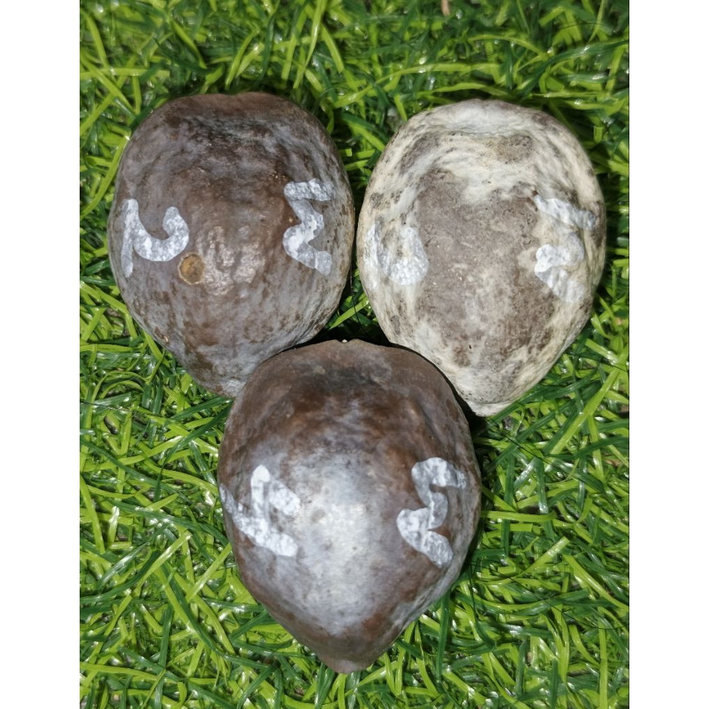 Muncang Jayanti Mandala