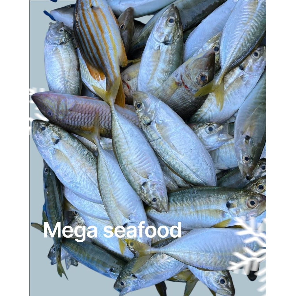 kembung como segar ikan kuwe como 1kg