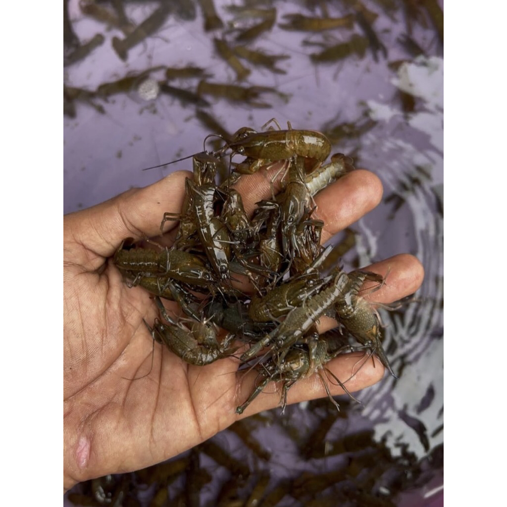 Bibitan Lobster Air tawar/Red Claw