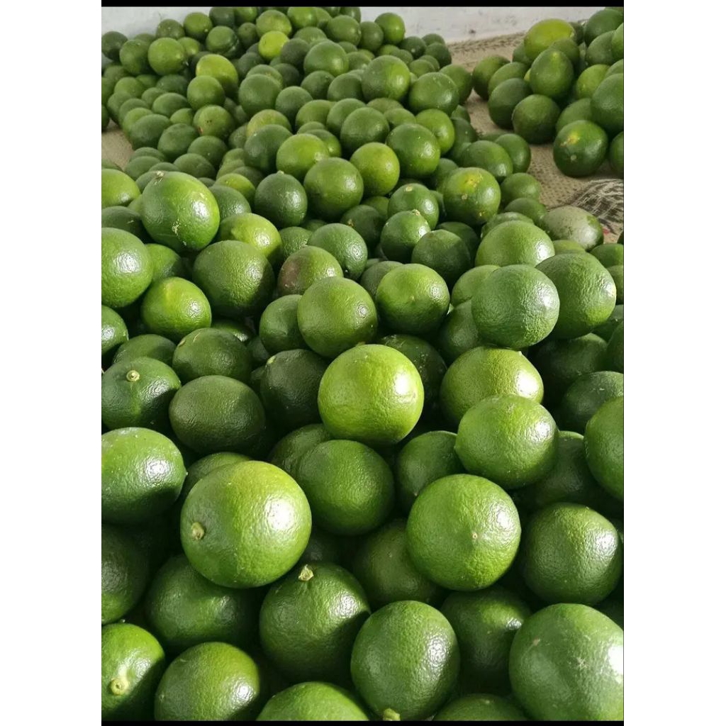 Buah lemon fresh 1kg lemon california matang pohon