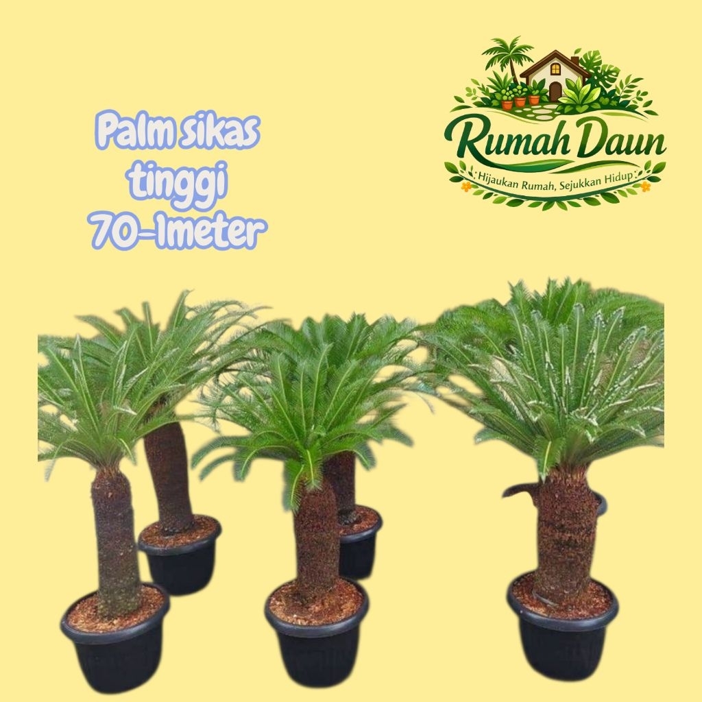 tanaman hias palm sikas tinggi 70-1meter - palm sikas