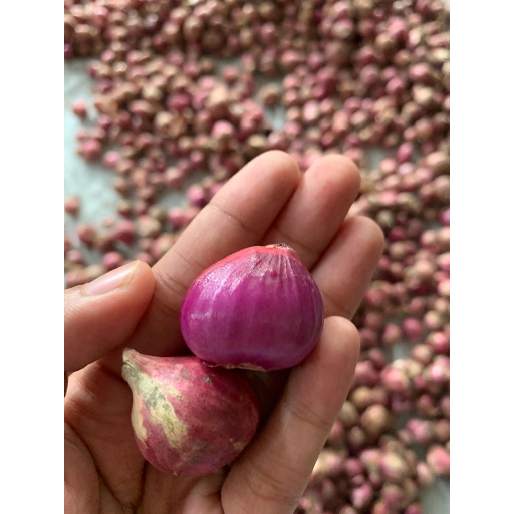 Bawang Merah Lokal