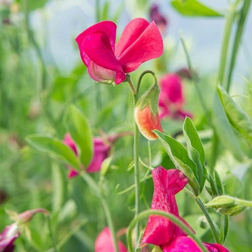 3 Benih Biji Bunga SWEET PEA King Edward VII