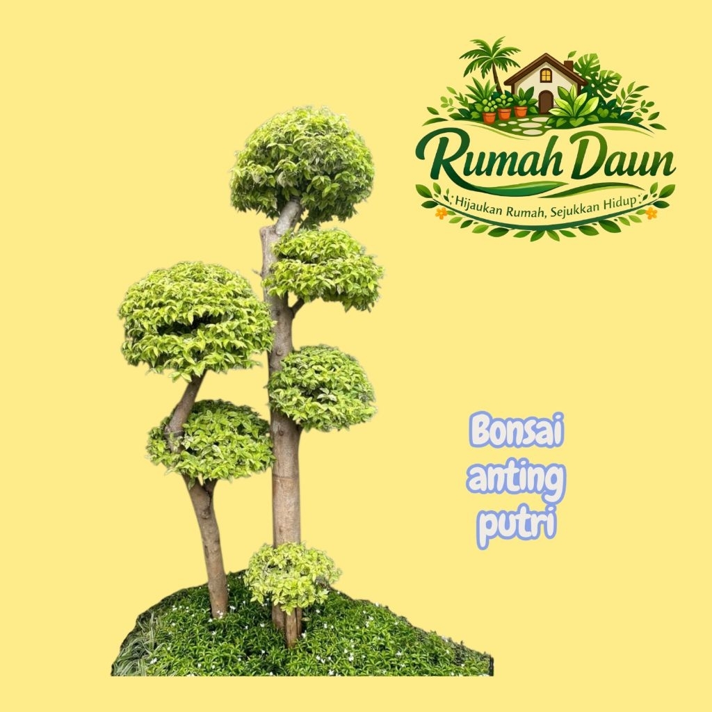 tanaman hias bonsai anting putri - bonsai anting putri tinggi 1,5 - 2meter