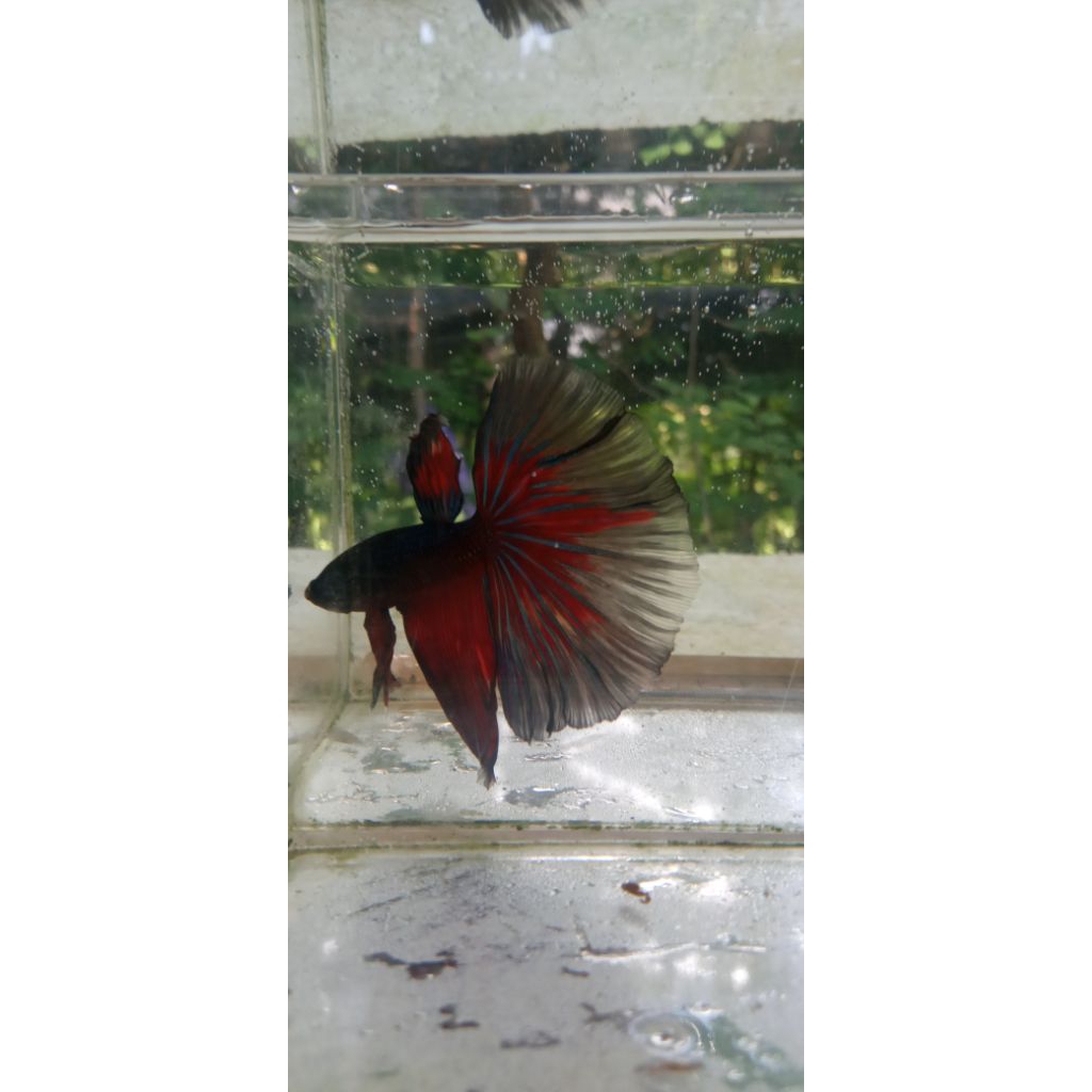 Cupang Giant Halfmoon Combi