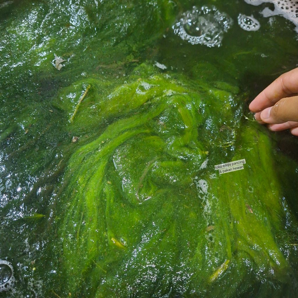 [UMPAN] Lumut Pancing Ikan Alami – Umpan Mancing Ampuh - Lumut Pancing Segar - Lumut Pancing Alami -