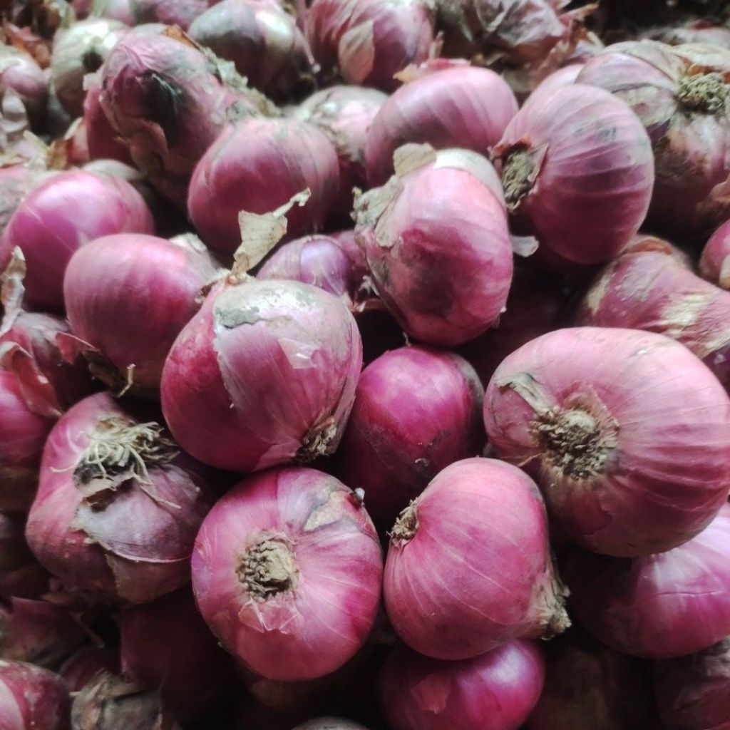 bawang merah jumbo 1kilo