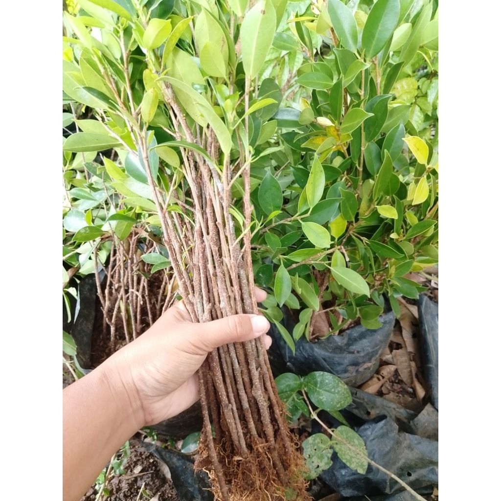 bibit kimeng setek paket isi 25+4