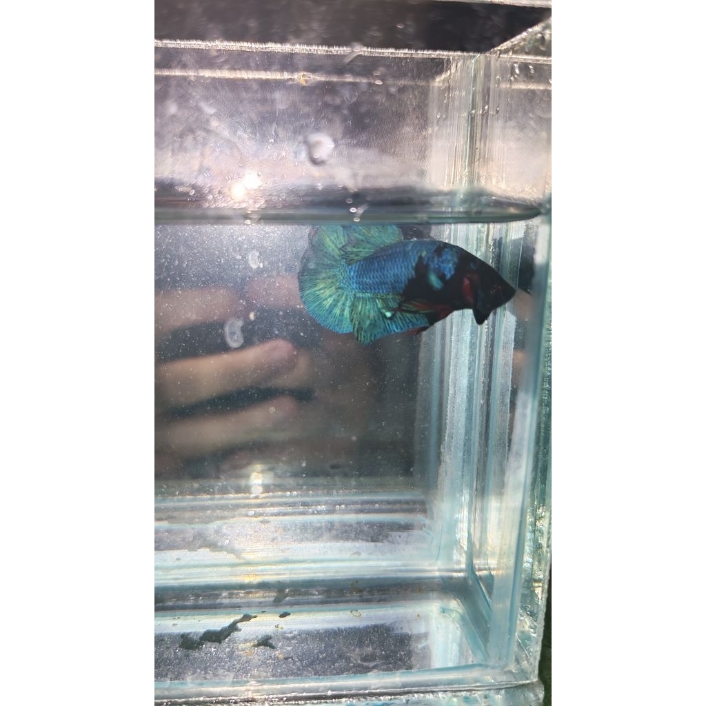 Hiasan Aquarium Lucu Cupang Plakat BBL(Blue Black Light)