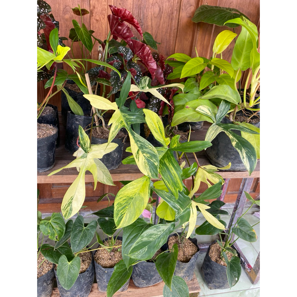 Florida Beauty (FLOBE)