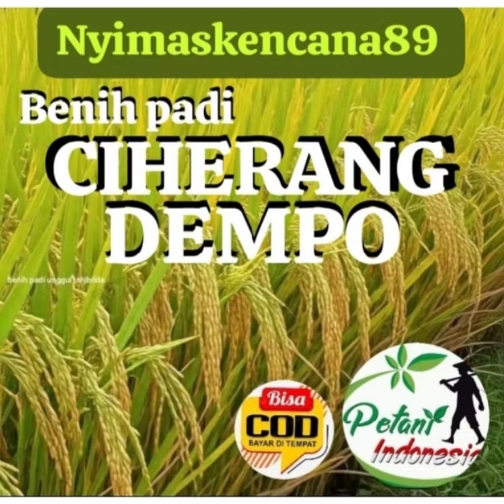 BENIH PADI CIHERANG DEMPO KEMASAN 5KG