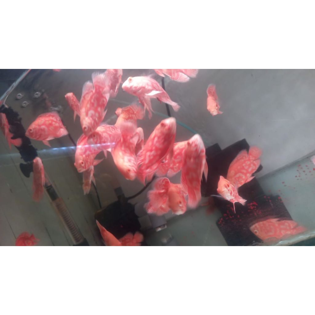 Oscar Tiger albino Thailand mewah