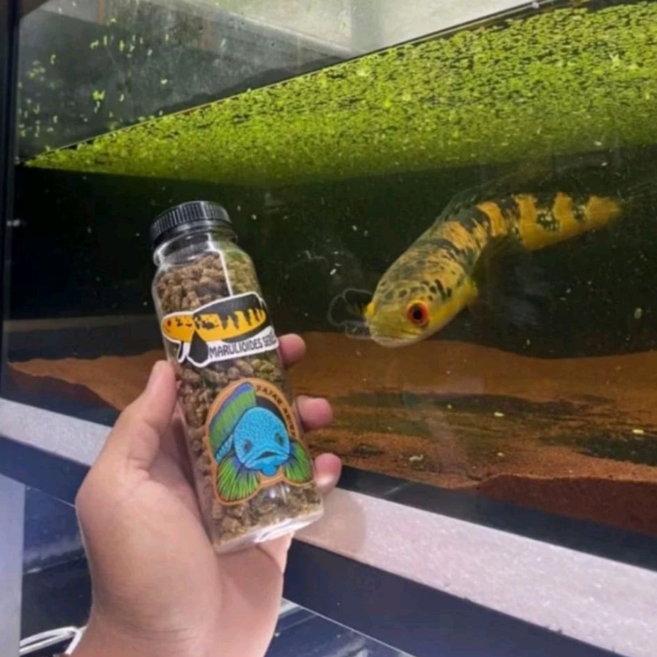 Pelet Jahat Fajar Arief Original Free Stiker