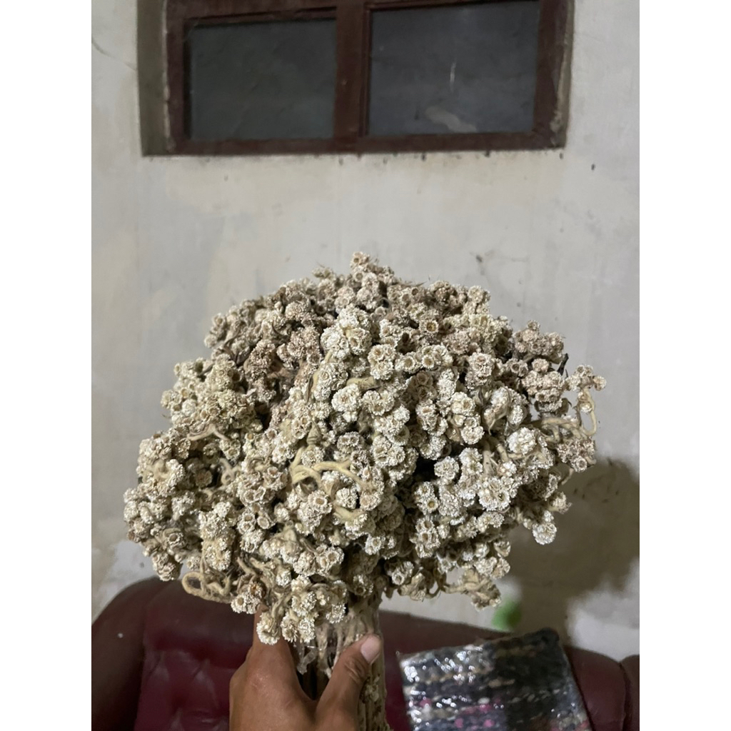 bunga edelweis kering asli / bunga abadi | budidaya edelweis putih