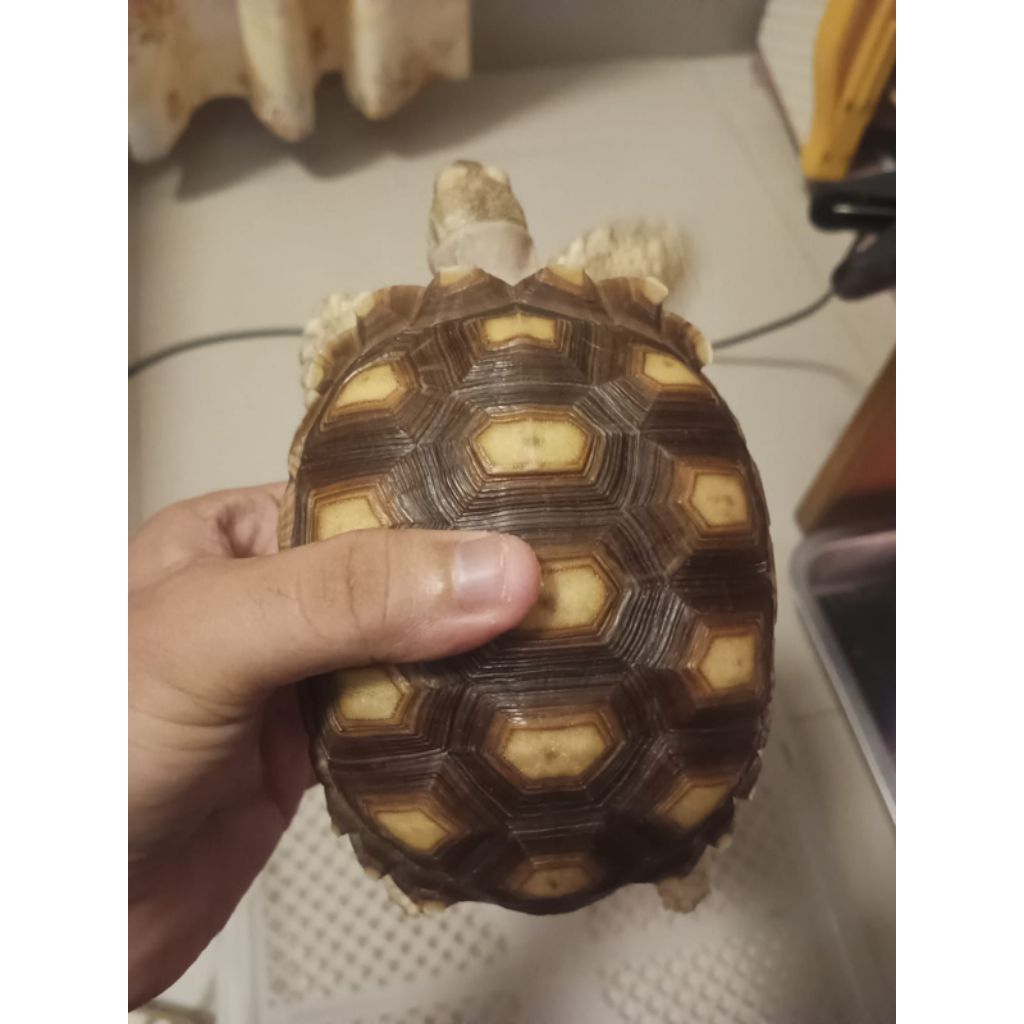 Sulcata UK 12,5 CM