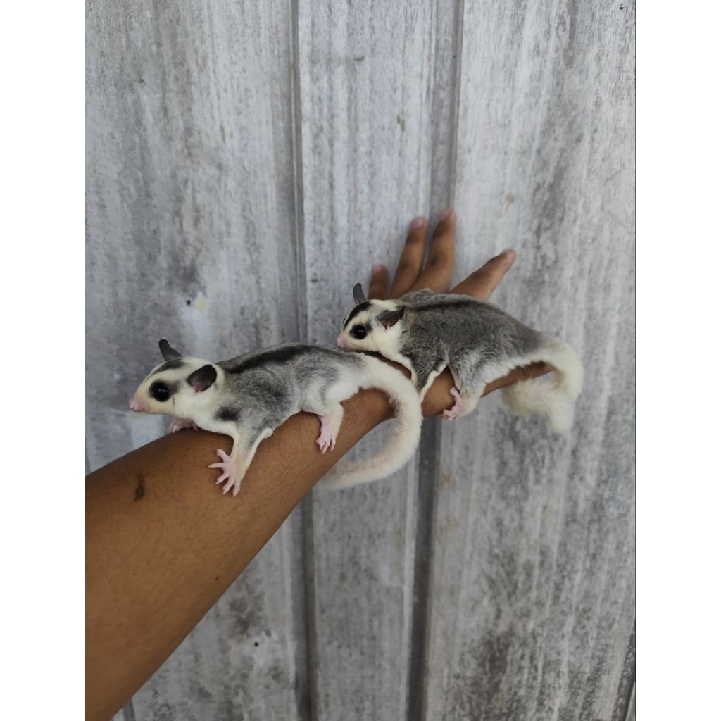 Sugar Glider (Tupai Terbang Australia) Platinum Mozaic