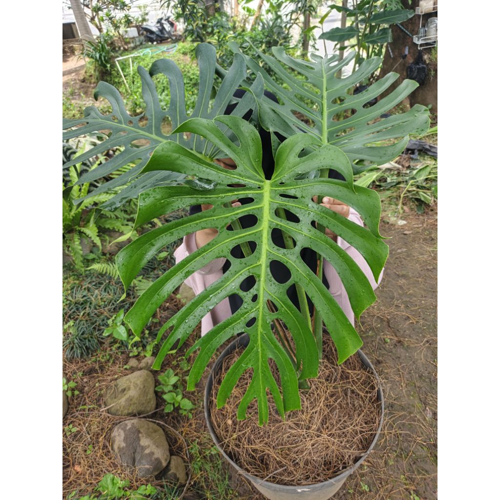monstera brazilian king