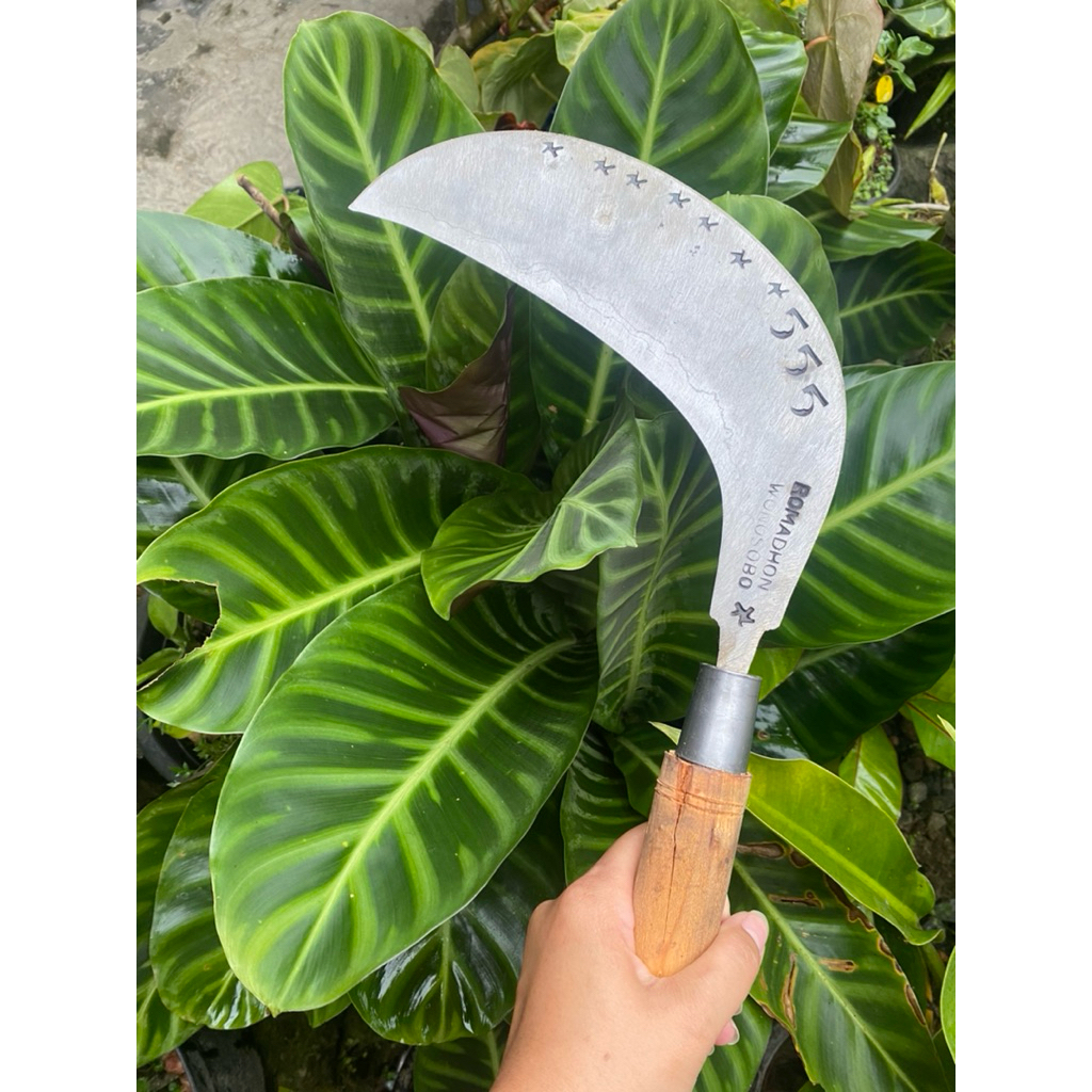 Arit sadap nira kelapa baja Isen selap3 model sukabumi cap 555 asli wonosobo