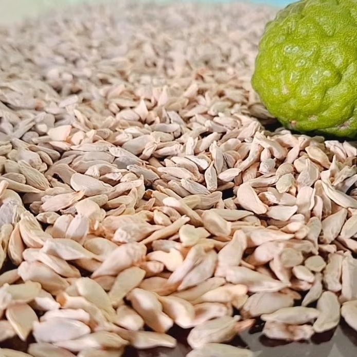 BIJI JERUK PURUT ASLI 1 kg / BENIH JERUK PURUT