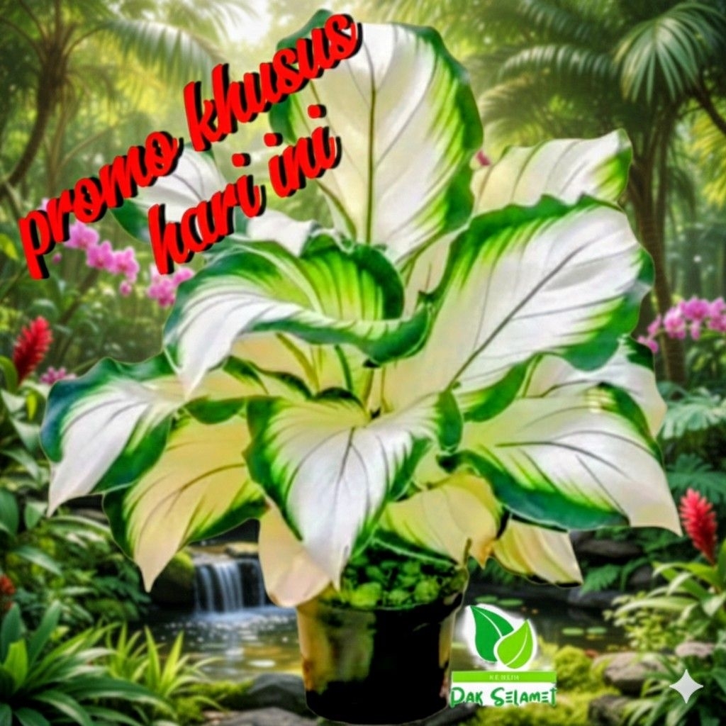 Promo Aglonema Diven Tisu Golden Dewasa Daun  Rimbun Akar  Subur