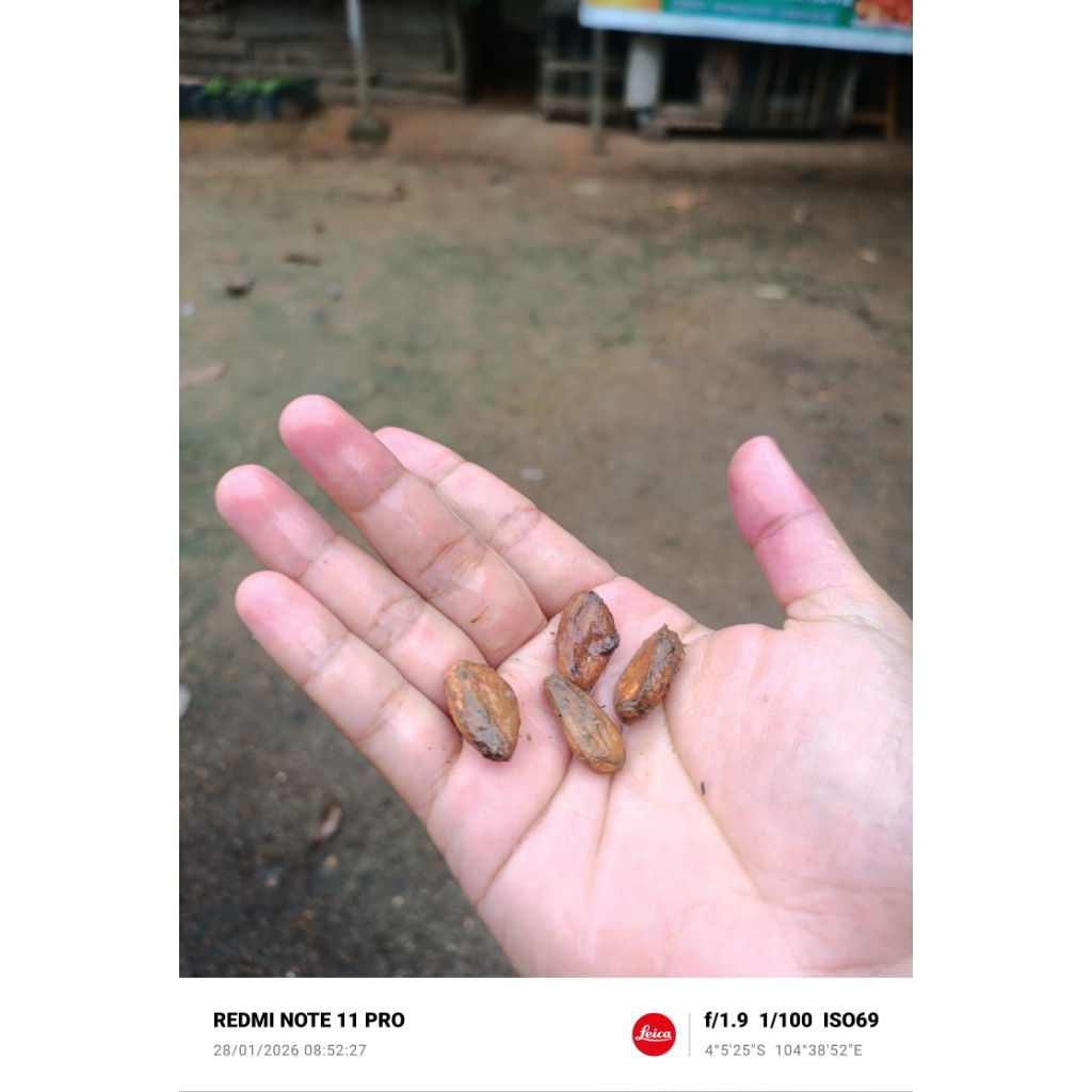 Biji Kakao / Biji Coklat Super Harga Perbiji