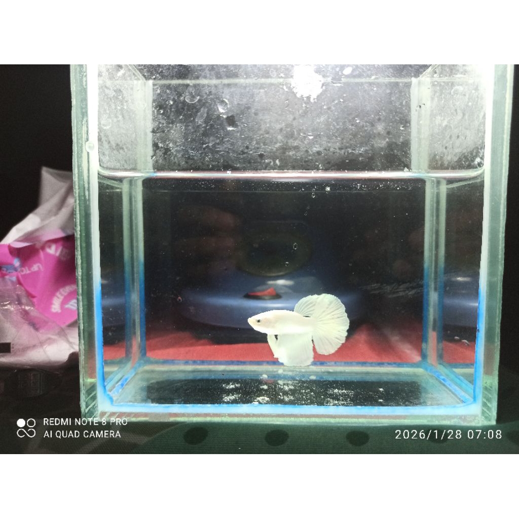 Cupang Halfmoon White Platinum