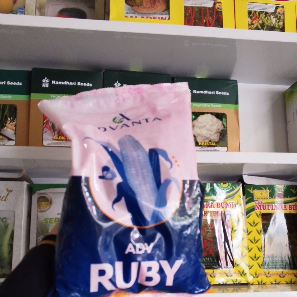 benih jagung RUBY isi 1kg