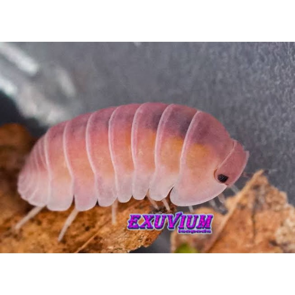 isopod cubaris cherry blossoms