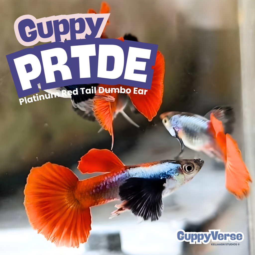 Hiasan Guppy PRTDE [Platinum Red Tail Dumbo Ear]