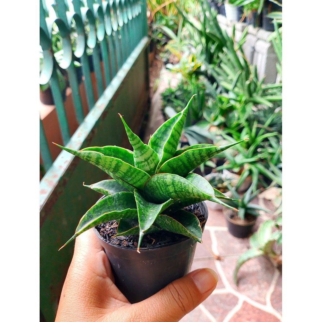 Sansivera Hybrid Sindoro