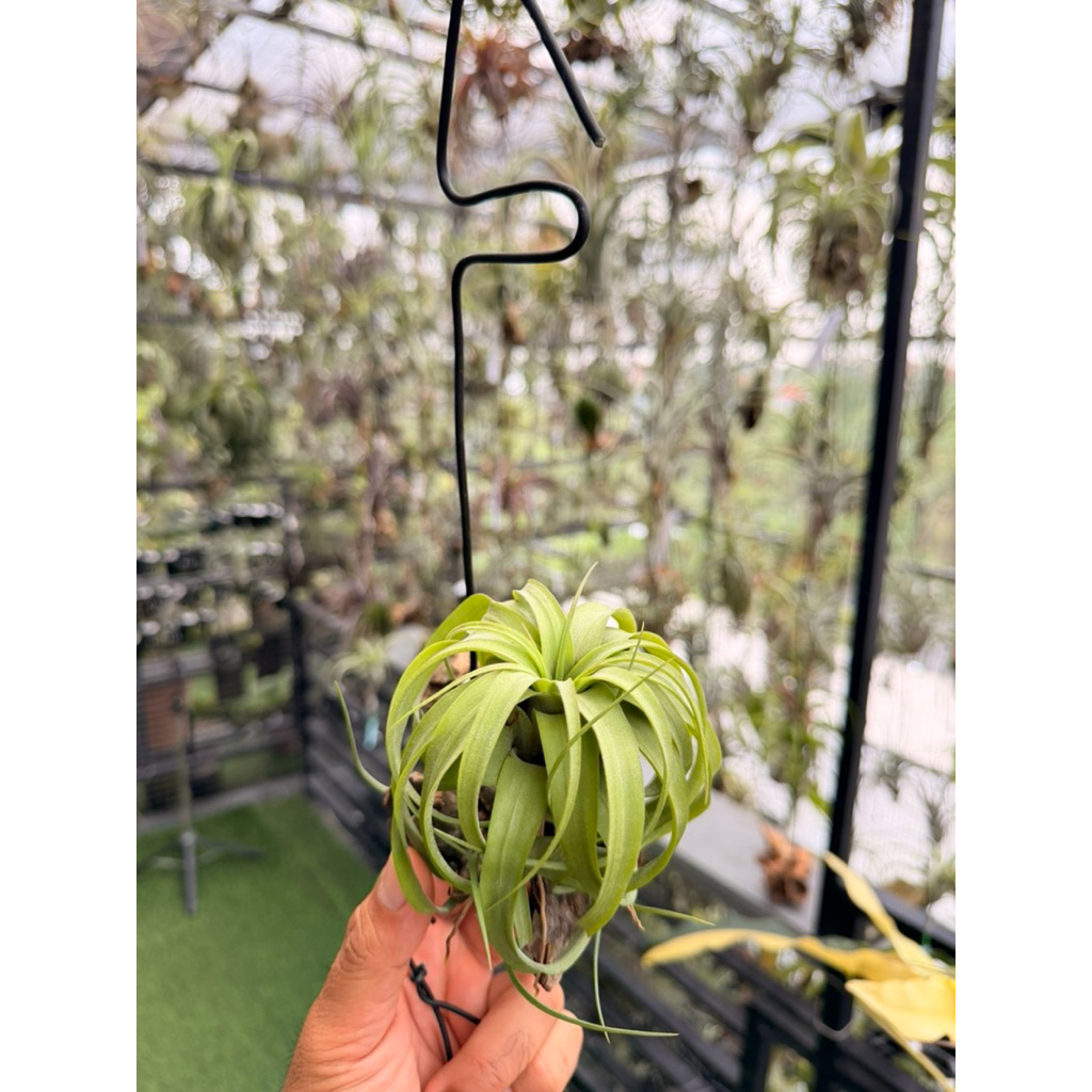 tillandsia eric knobloch