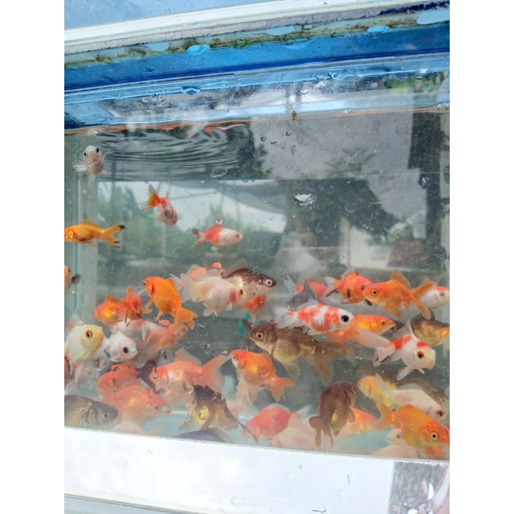 koki oranda sakura isi 2