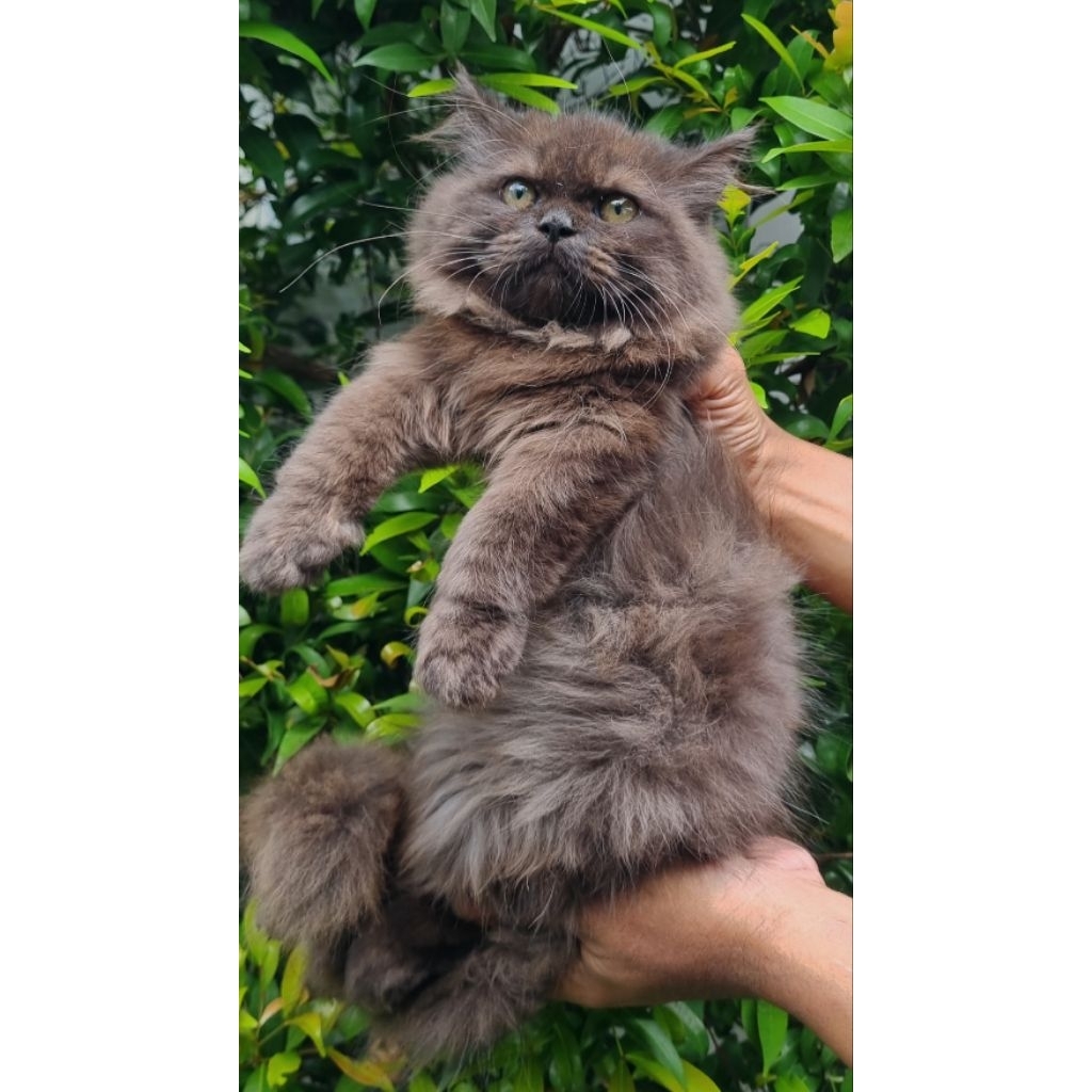 KUCING PERSIA JANTAN 3 BULAN HITAM GEMOY