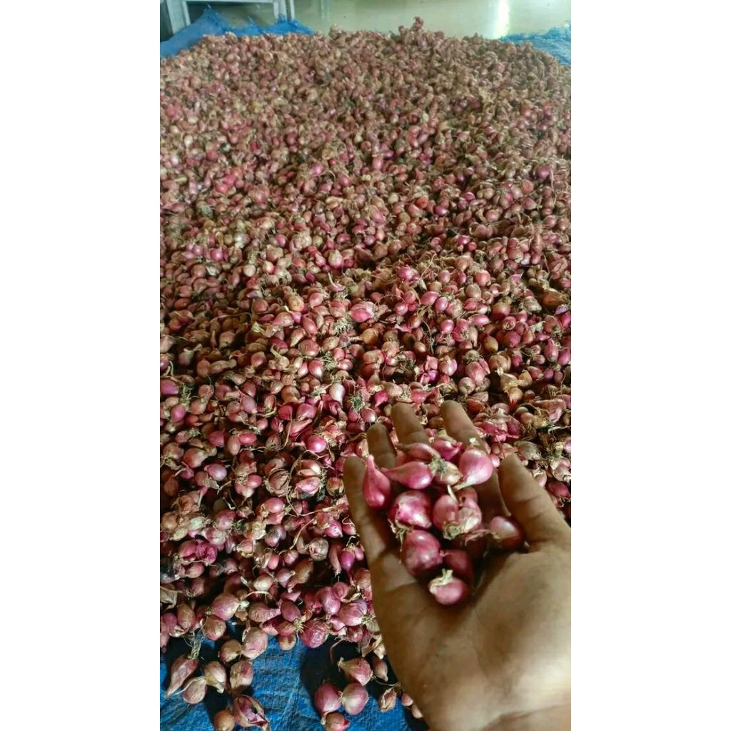 bawang merah kecilan 1 kilo gtm