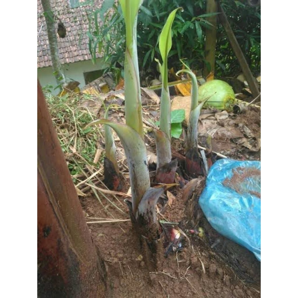 BIBIT PISANG RAJA SUPER ASLI