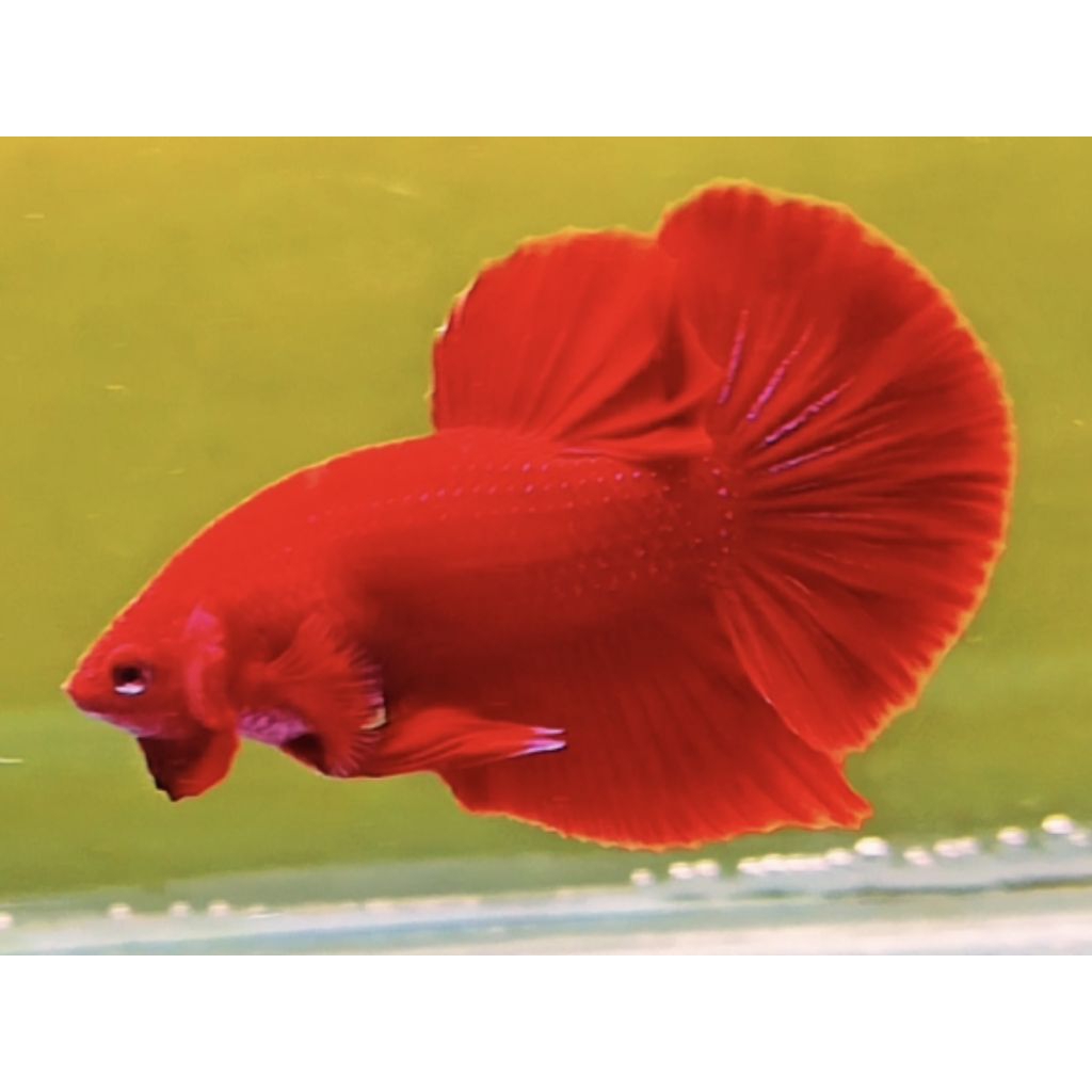 HIASAN AQUARIUM CUPANG HMPK SUPER RED