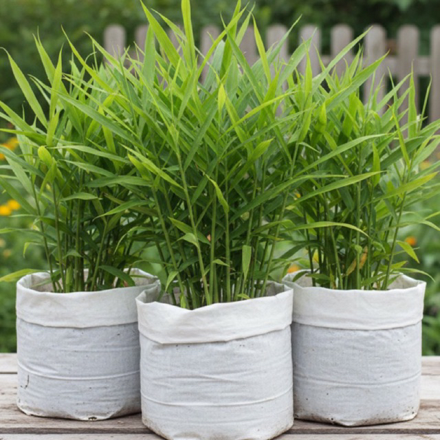 Bibit Jahe Merah Unggul Bibit Pohon Jahe Merah Super ( Siap Tanam )