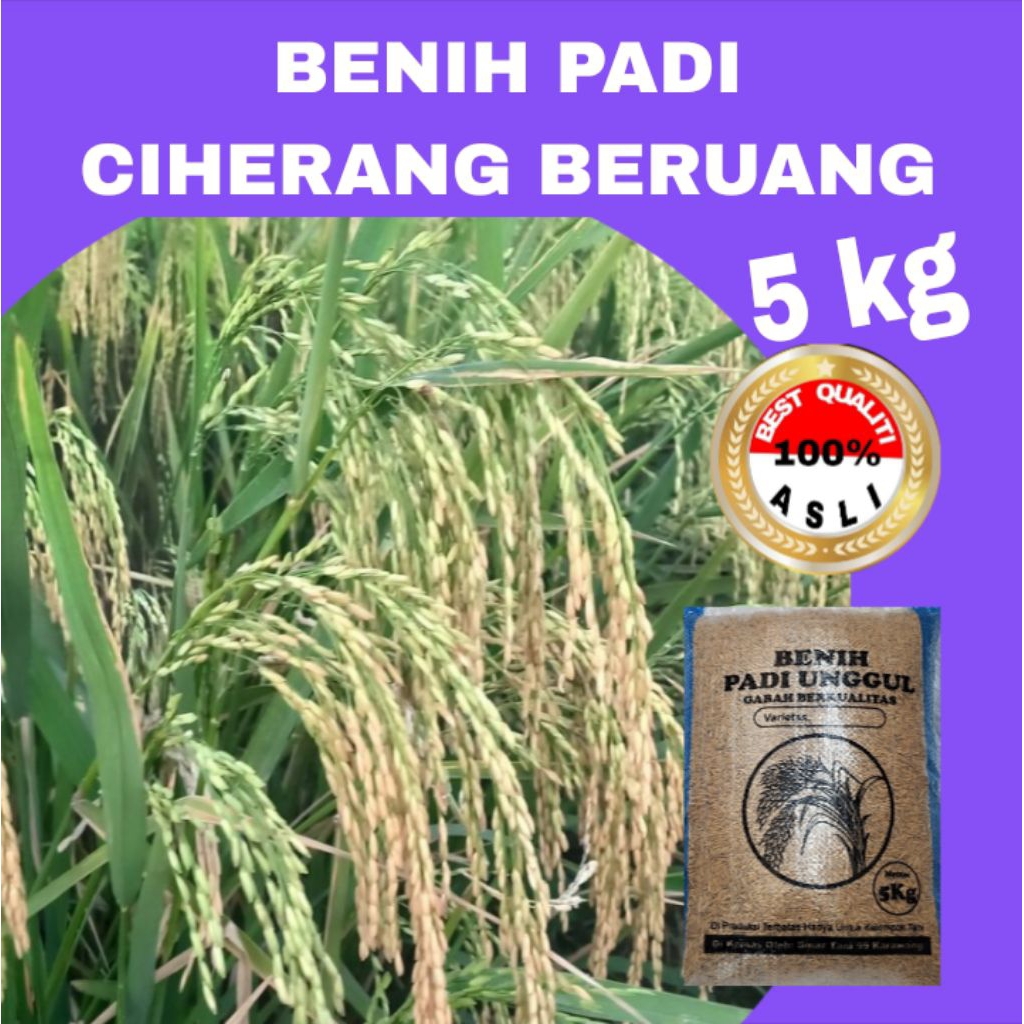 BENIH PADI CIHERANG BERUANG MALAI PANJANG Berkualitas KEMASAN 5 kiloan