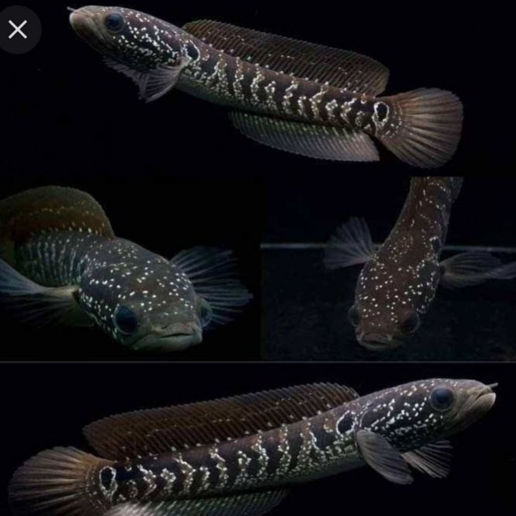 Channa Asiatica WS Jumbo Bahan Kontes Garansi Ikan Sehat Sudah Karantina